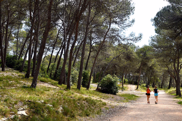 Bois de Saint-Sauveur - Foret mediterraneenne pres de Saint-Clement-de-Riviere