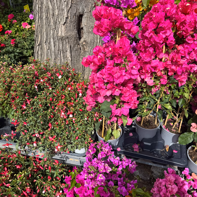 Bougainvilliers en pots
