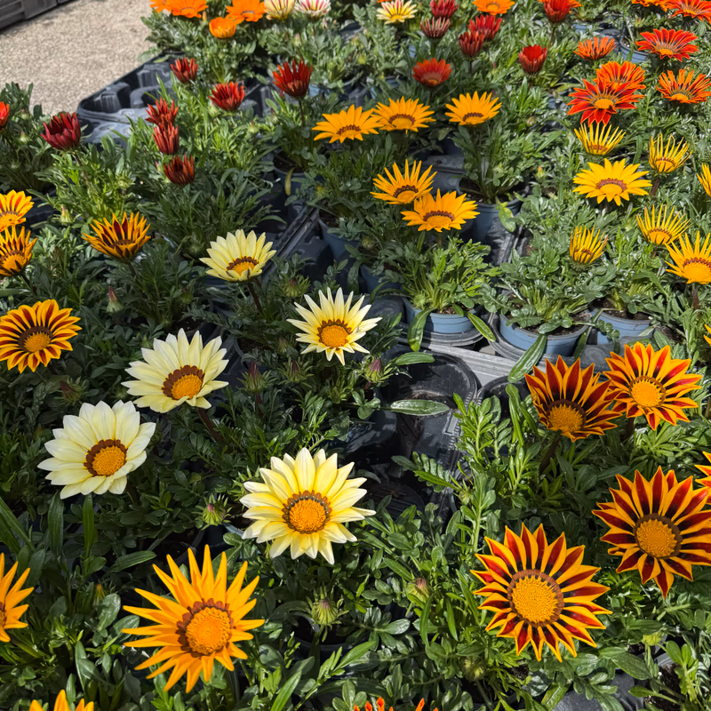 Stand de gazanias multicolores