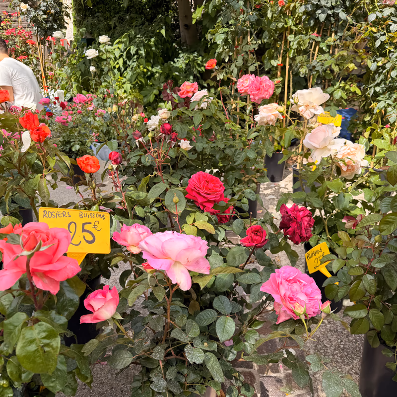 Stand de rosiers buissons à la Fête des Fleurs