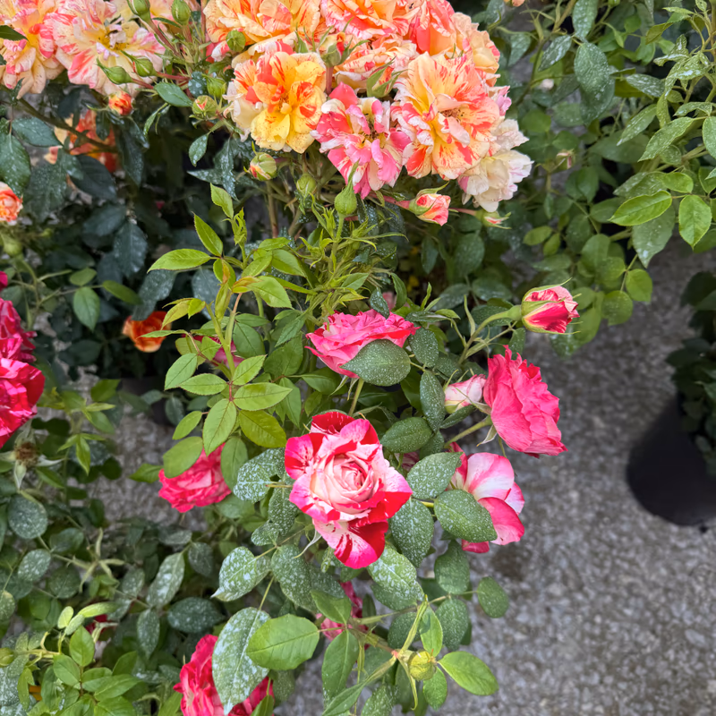 Roses orangées et roses pourpres en pots à la Fête des Fleurs