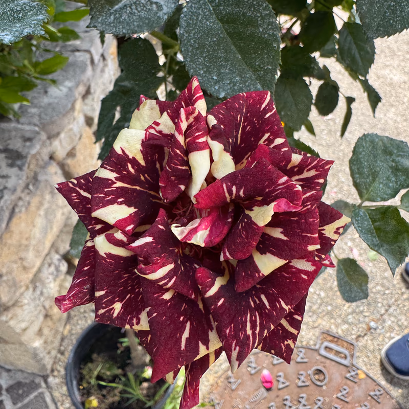 Rose pourpre tachetée de blanc, variété rare exposée à la Fête des Fleurs