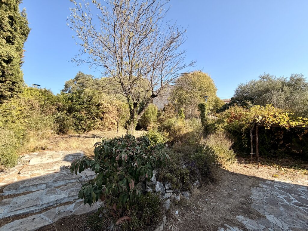 Jardin avec arbre à feuilles clairsemées, plusieurs arbustes, chemin de pierre et ciel bleu.
