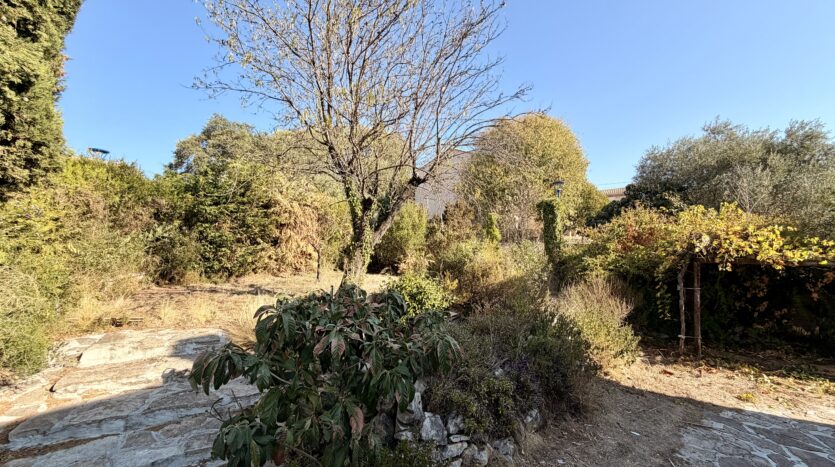 Jardin avec arbre à feuilles clairsemées, plusieurs arbustes, chemin de pierre et ciel bleu.