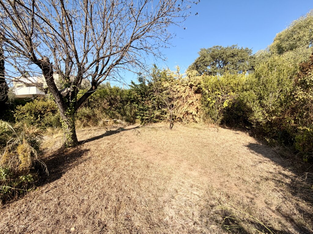 Clairière avec herbe sèche, un arbre sans feuilles, un autre avec feuilles, haie d'arbustes.