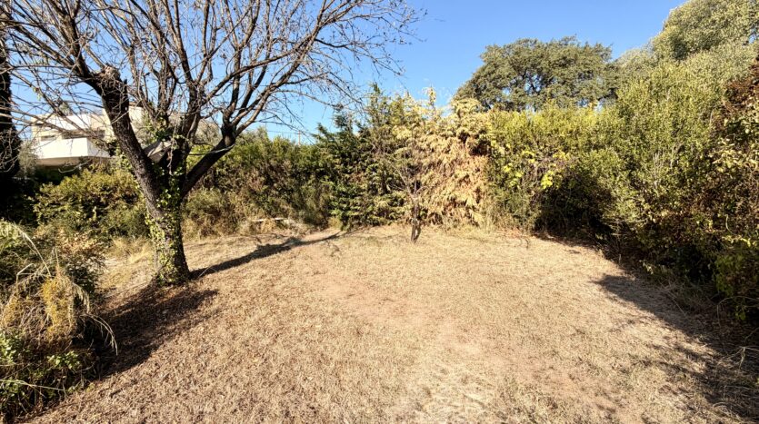 Terrain sec avec herbe, arbre dénudé à lierre, entouré d'arbustes sous ciel bleu.
