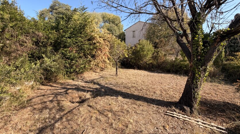 Terrain sec avec un arbre au tronc couvert de lierre, arbustes et maison blanche en arrière-plan.